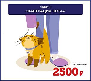Акция: кастрация кота 2500 рублей