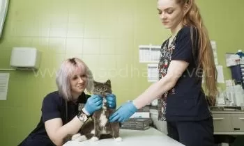 Кастрация в ветеринарной клинике «в Добрые Руки»