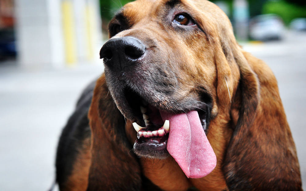 5 причин тяжелого дыхания у собак