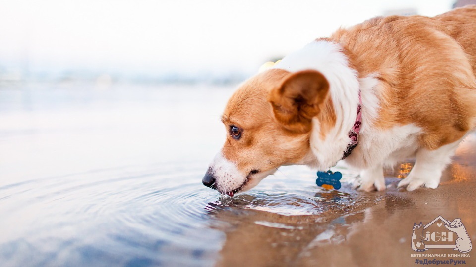 какую воду давать собаке для питья