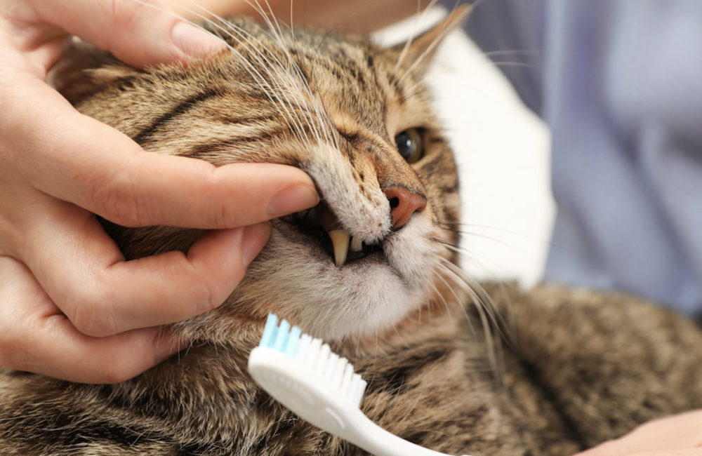 чистка зубов кошке