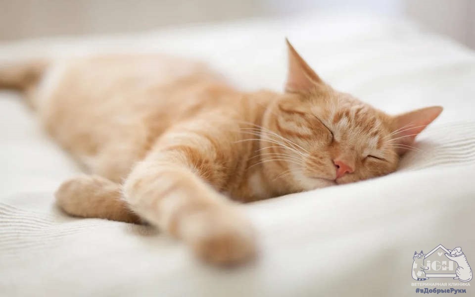 Сколько спят кошки в сутки