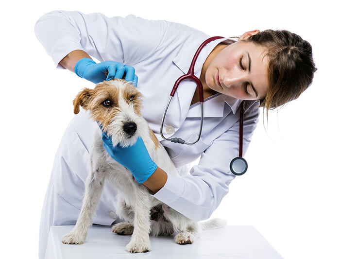 Подкожный клещ у собаки: симптомы и лечение