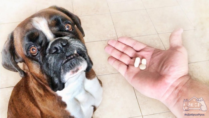 Зачем собакам давать витамины