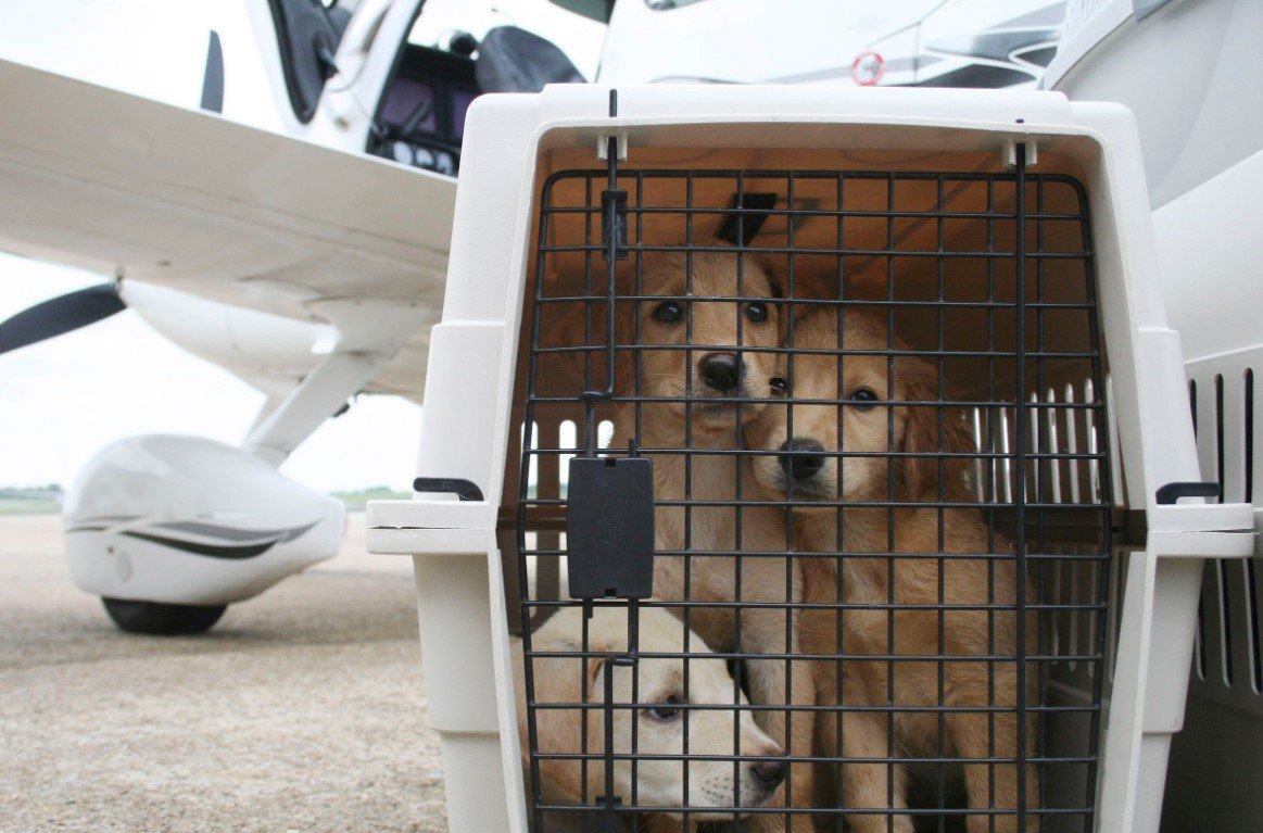 "Аэрофлот" изменил правила перевозки животных