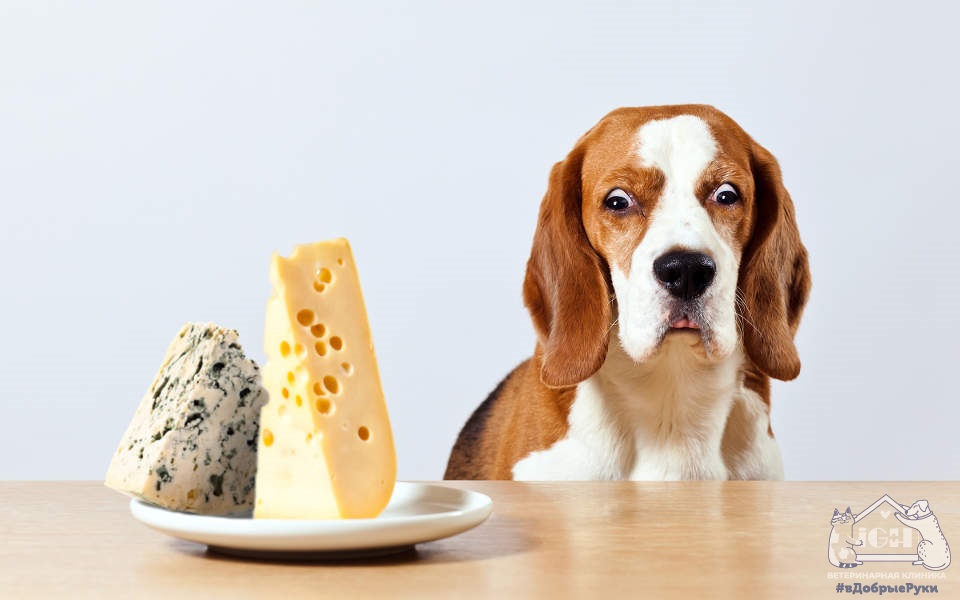 Можно ли давать собаке сыр?