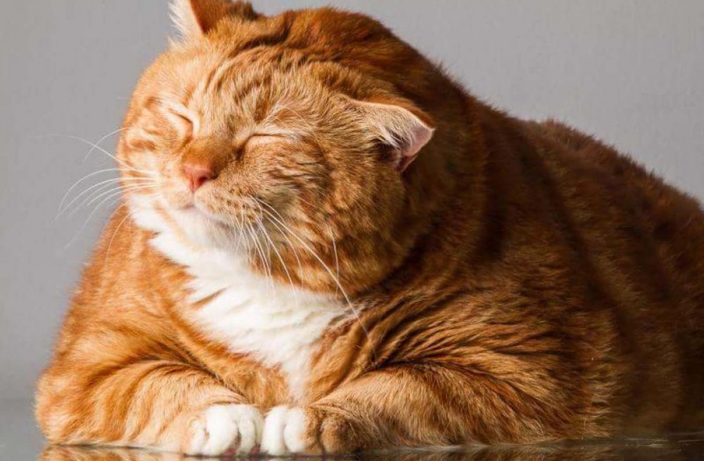 ожирение у кошек