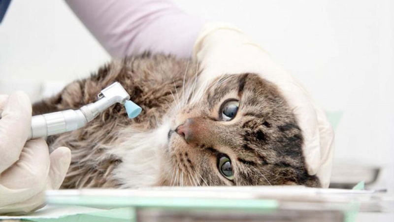 Санация ротовой полости у кошек и собак