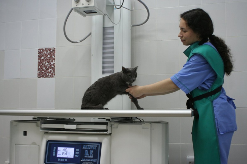 Рентген желудка с барием для животных