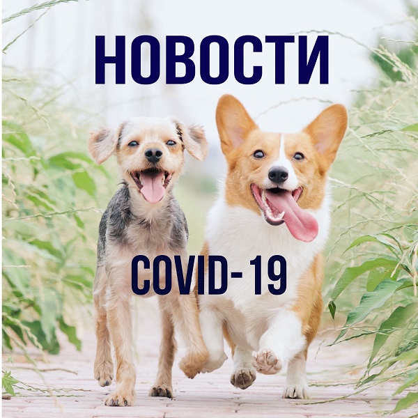 covid-19 у животных