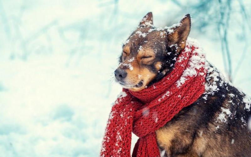 Осторожно Мороз! Что делать в холод владельцам кошек и собак.