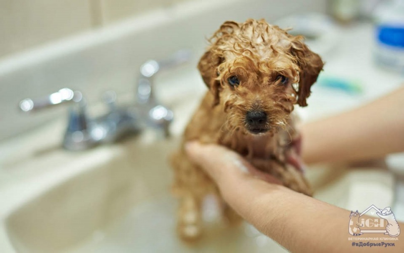 Чем мыть собаку, чтобы она не пахла псиной