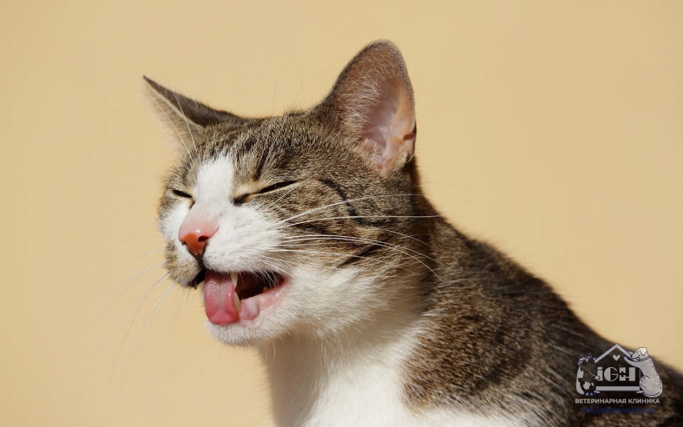 Почему кошка чихает, симптомы и лечение