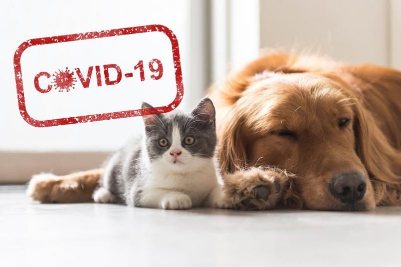 Covid-19 опасность новых штаммов для собак и кошек