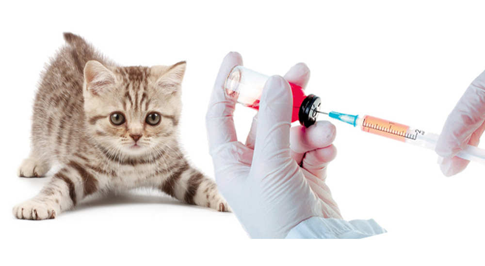 Первая прививка котенку