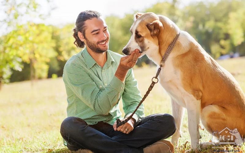 Мозг собаки способен не только распознавать речь, но и различать языки