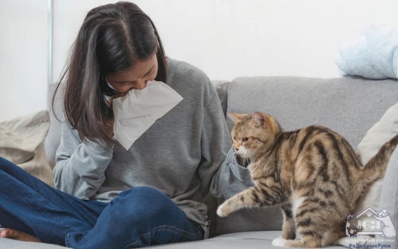 Как избавиться от аллергии на кошку