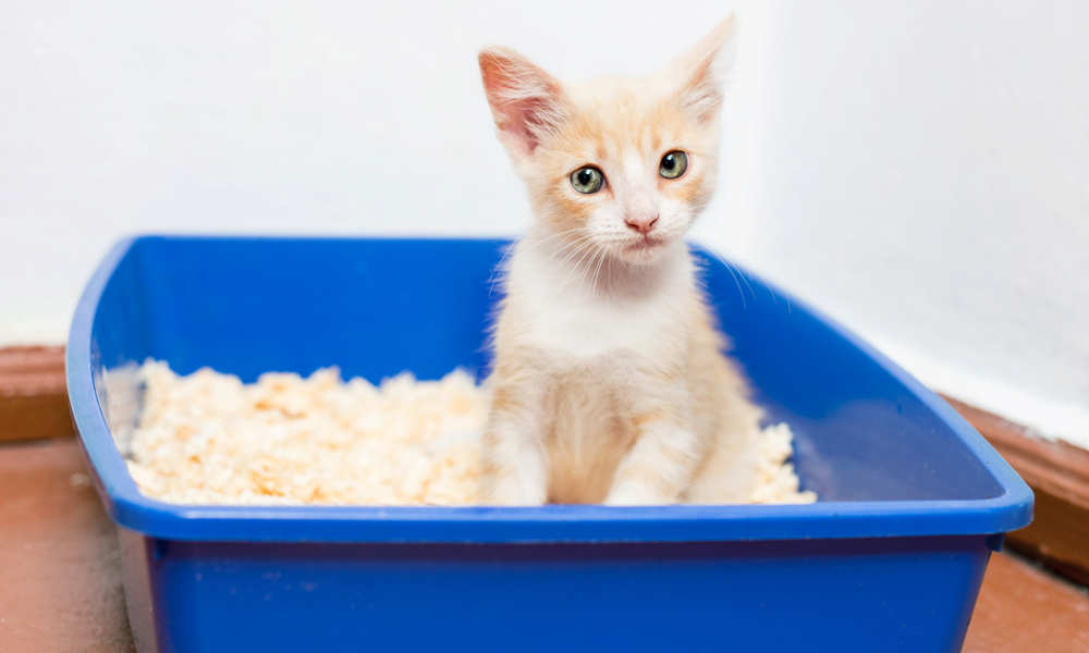 Кормление кошек при рвоте: натуральные продукты и сухие корма