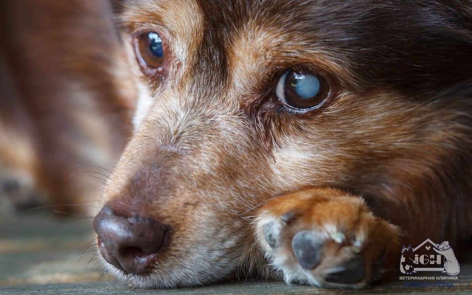  Почему у собаки мутные глаза, симптомы, причины