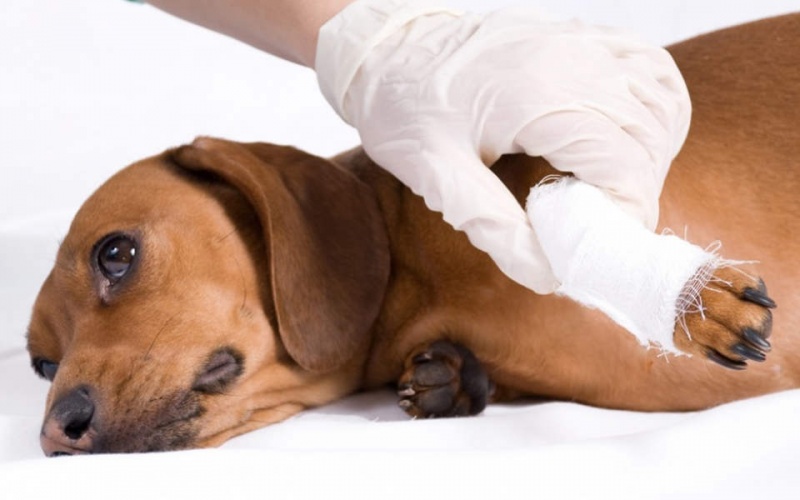 Перелом лапы у собаки, симптомы, причины, лечение