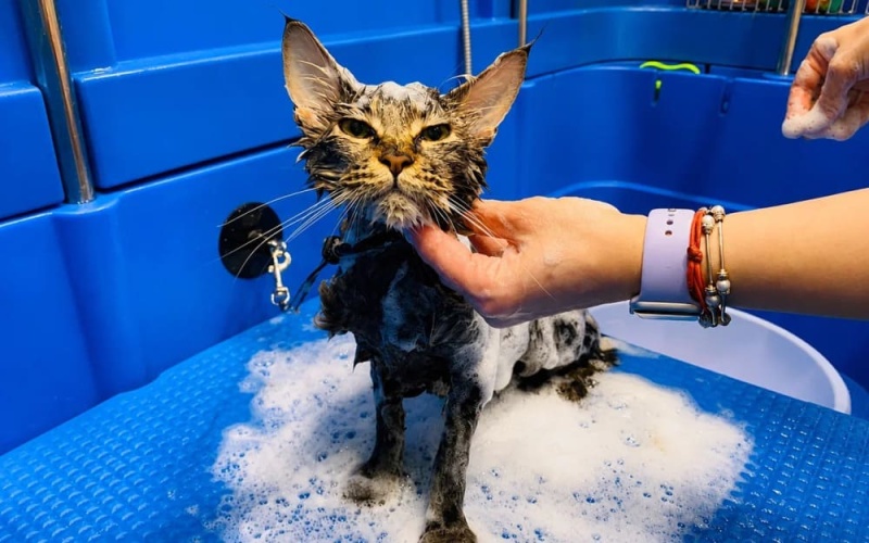 Почему кошки боятся воды