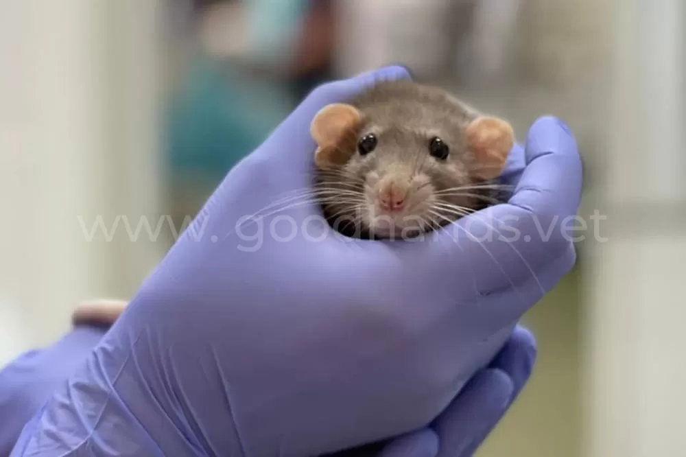 Лечение экзотических животных в ветеринарной клинике «в Добрые Руки»