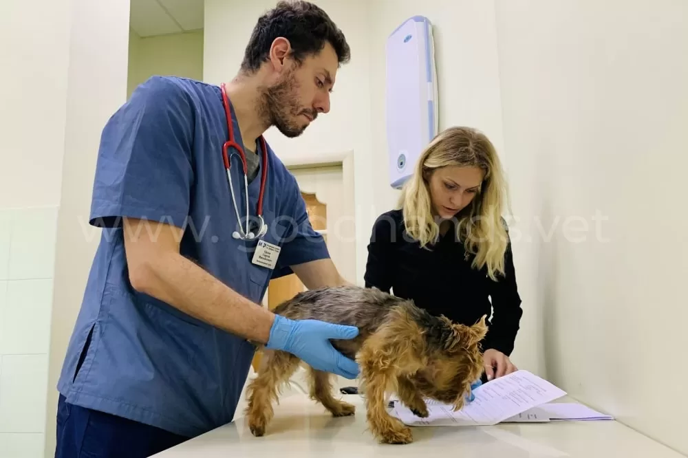 ЭКГ для животных в ветеринарной клинике «в Добрые Руки»