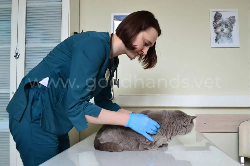 Вакцинация животных в ветеринарной клинике «в Добрые Руки»