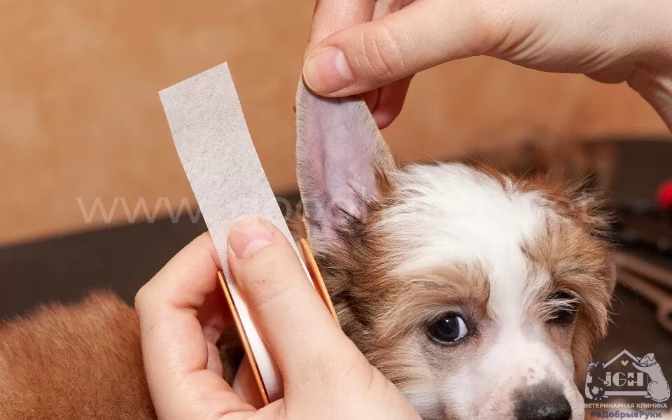 как поставить щенку уши
