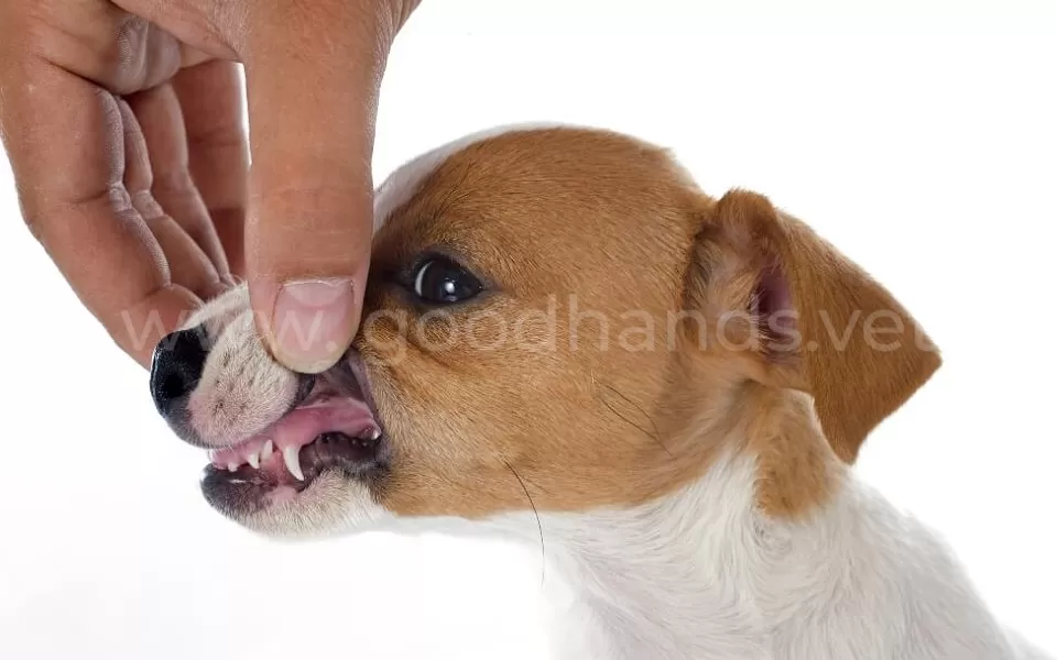 Когда выпадают зубы у собак
