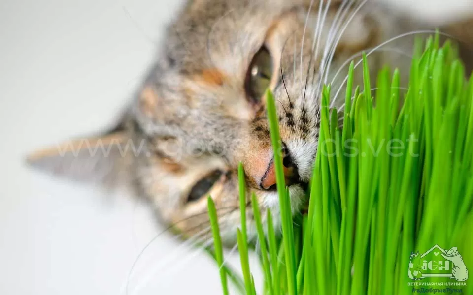Почему кошки едят траву и потом их рвет - ветклиника в Добрые Руки