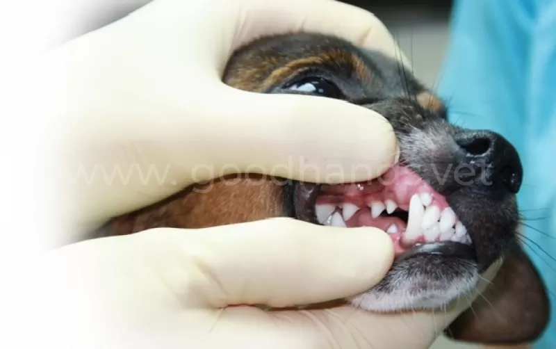 Если у собаки выпадают зубы