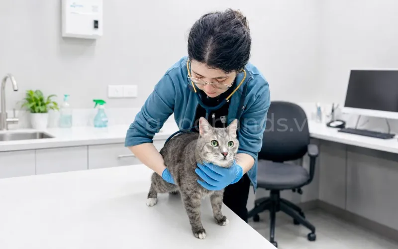 Сердечные заболевания у кошек