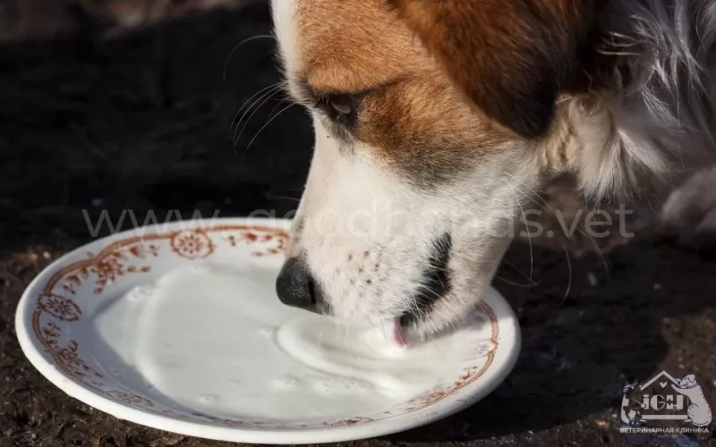 можно ли кормить собаку молоком