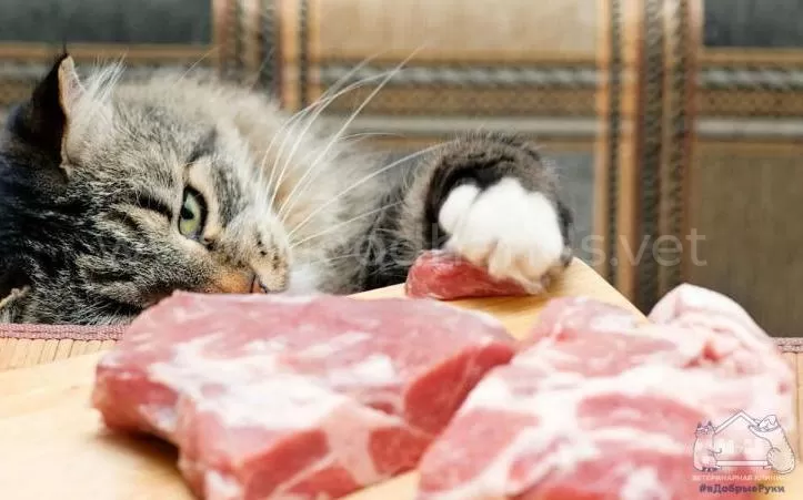 можно ли давать сырое мясо кошке говядины