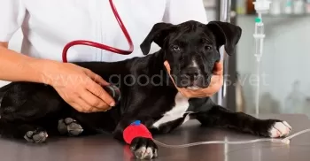 Эндокринология в ветеринарной клинике «в Добрые Руки»