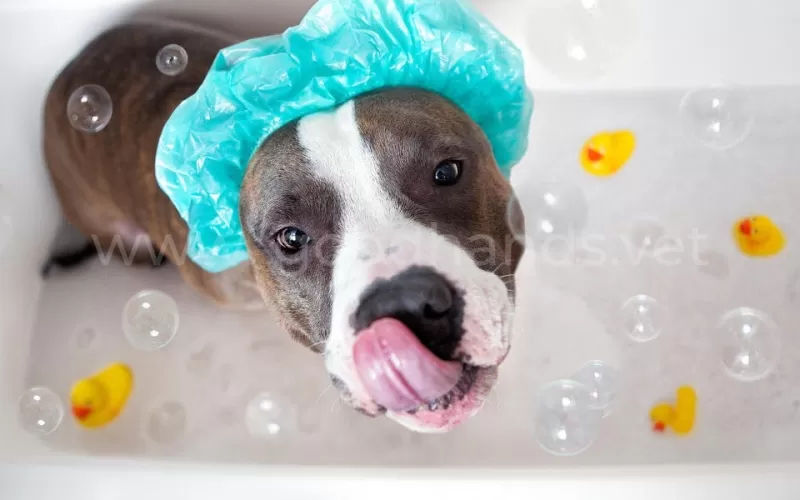 Как часто нужно мыть собаку