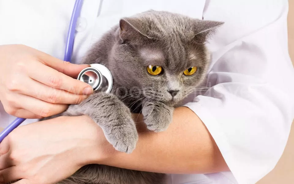 Кровь в кале у кошки: причины, симптомы, лечение