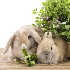 rabbits-eating-herbs.jpg