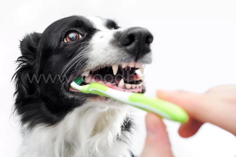 Полезная информация о болезнях зубов и ротовой полости у животных