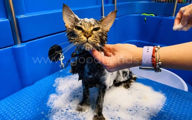 Почему кошки боятся воды