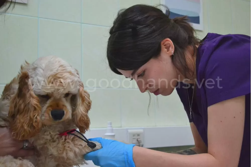 Диагностика в ветеринарной клинике #вДобрыеРуки