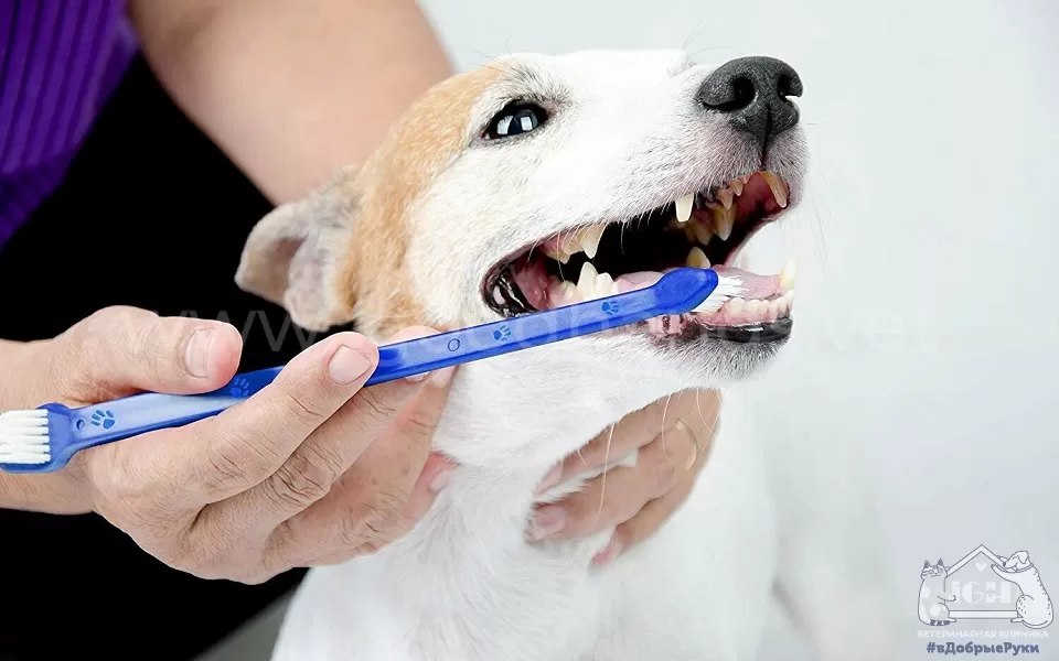 как чистить зубы собаке в домашних условиях