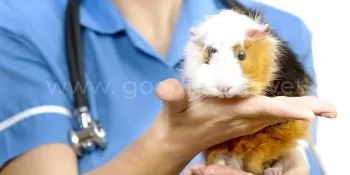 Лечение грызунов в ветеринарной клинике «в Добрые Руки»