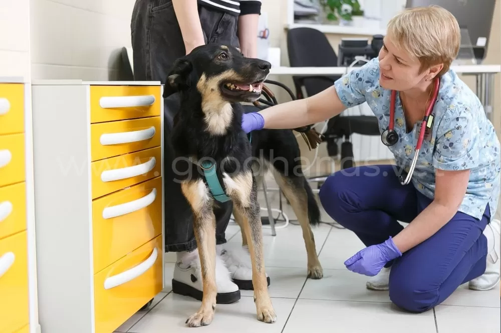 Эндокринология в ветеринарной клинике #вДобрыеРуки