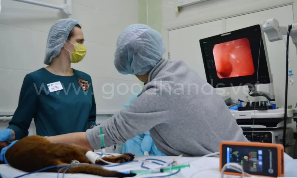 Гастроскопия в ветеринарной клинике #вДобрыеРуки