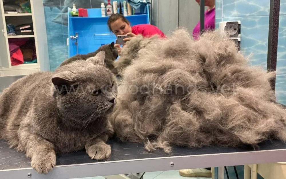 Можно ли кошку стричь летом2.png