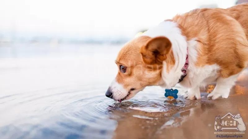 Какую воду давать собаке для питья