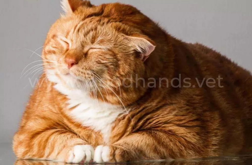 Ожирение у кошек причины, лечение, корм - ветклиника «В Добрые Руки»