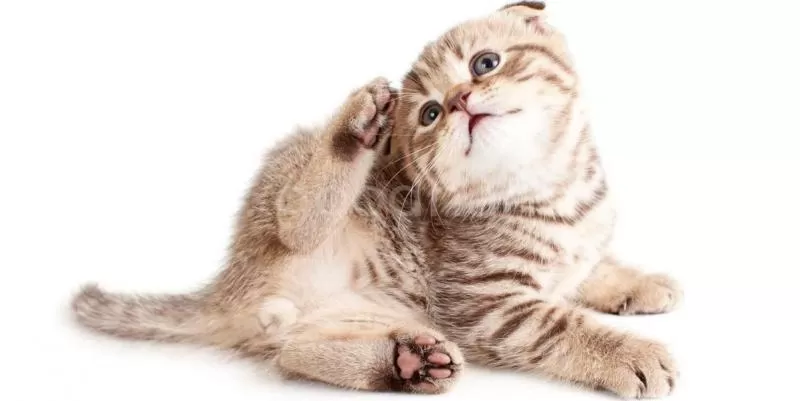 Симптомы и лечение ушного клеща у кошек
